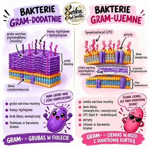 Gram-dodatnie czy Gram-ujemne? Ściana komórkowa bakterii pod lupą maturzysty